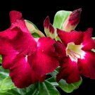 Desert Rose Rose Red Single Petal with Light Purple Edge - 1 Seeds