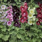 Double Hollyhock Flower Bonsai - 100 Seeds