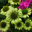 Echinacea Purpurea Apple Green Big Flowers - 200 Seeds