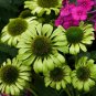 Echinacea Purpurea Apple Green Big Flowers - 200 Seeds