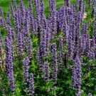 Garden Foxtail Fern Purple White Mixed Colors - 100 Seeds