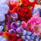 Freesia Bonsai Garden Freesia Bulbs Flower Bonsai - 200 Seeds