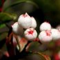 Gaultheria hispida Seeds Snowberry - 5 Seeds