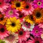 Gerbera Daisy Hybrids Yellow Black Red Stripes Flowers - 100 Seeds