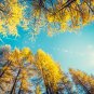 Larch 'Golden Noodles' Series, Heirloom Larix Tree, Golden-yellow Needle-like Le