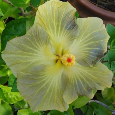 Green Hibiscus - 100 Seeds
