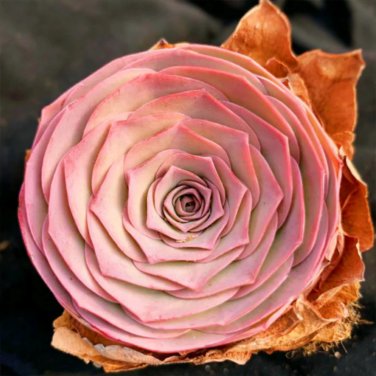 Greenovia The Mountain Rose Red Rose Garden Greenovia Flower Bonsai - 100 Seeds
