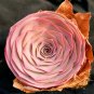 Greenovia The Mountain Rose Red Rose Garden Greenovia Flower Bonsai - 100 Seeds