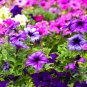 Hanging Petunia Plantas Melissa Original Flower Flores Perennial Flowers - 100 S