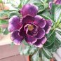 Heirloom Adenium Desert Rose with Blackish Purple and Light Purple Double Petals