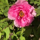 Chinese Peony Tree - Heirloom Double Ball Type Flowers - 10 Seeds