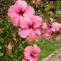 Hibiscus mutabilis Light Pink Double Flowers - 20 Seeds