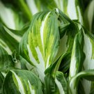 Hosta Bright Fresh Green Color - 200 Seeds