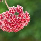 Hoya Potted Seed Hoya Carnosa Flower Seed Garden Plants - 20 Seeds