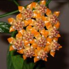 Hoya Praetorii, Goldenb - 100 Seeds