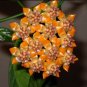 Hoya Praetorii, Goldenb - 100 Seeds
