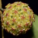 Hoya Light Yellow with Light Pink Centre - 200 Seeds
