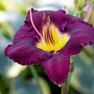 Hybrid Daylily Flower Dark Purple Double Flowers - 100 Seeds