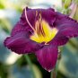 Hybrid Daylily Flower Dark Purple Double Flowers - 100 Seeds