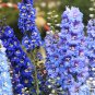 Hydrangea Rocket Larkspur Plant Ajacis Delphinium - 100 Seeds