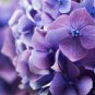 Hydrangea Dark Purple Ball Type Flowers - 50 Seeds