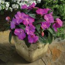 Impatiens hawkeri VAR. ramosa - 3000 Seeds