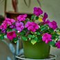 Impatiens hawkeri VAR. ramosa - 3000 Seeds