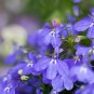 mported Lobelia Flowers Blooming Covering Flore - 200 Seeds