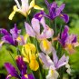 Iris tectorum Mixed 6 Colors - 20 Seeds