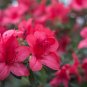 Japanese Azalea Dark Red Rhododendron Azalea Flowers - 100 Seeds