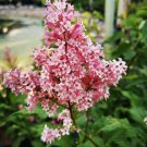 Japanese Lilac Hydrangea Flowers Pink White Flowers - 100 Seeds