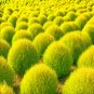 Kochia scoparia Burning Bush - Bright Green Color - 500 Seeds