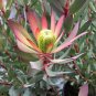 Leucadendro Succulents Garden Plants - 5 Seeds