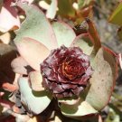 Leucadendron TERETIFOLIUM Garden Ornamental Plants - 5 Seeds