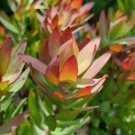 Leucadendron TINCTUM Garden Ornamental Plants - 5 Seeds