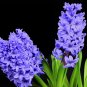 Light Purple Hyacinth Bulb - 1 Seeds