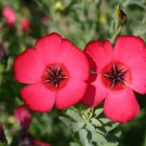 Linum usitatissimum Mixed Flower - 300 Seeds