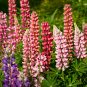 Lupine Flowers - Light Water Pink Flowers - 100 Seeds