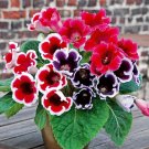 Gloxinia Mixed Purple Red Black Pink ect 8 Colors - 100 Seeds