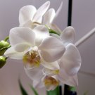 Multi Color Dendrobium Orchids Bonsai Tree - 100 Seedsq