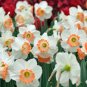 Narcissus Flower Balcony Plants White and Rose Red Centre Flowers - 100 Seeds