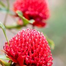 TELOPEA SPECIOSISSIMA New South Wales Waratah Flower - 2 Seeds