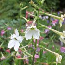 Nicotiana Alata -s Home Garden Multi-Color Optional YR - 200 Seeds