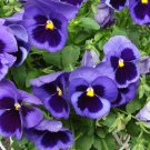 Beautiful Pansy Plant Mix Color Wavy Viola Tricolor Flower Flores Bonsai Potted
