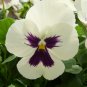 Pansy Swiss White Black Flowers - 50 Seeds