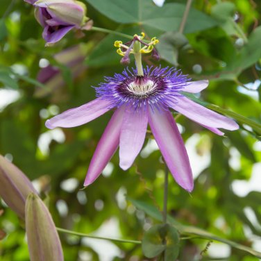 Passion Flower,Passiflora Incarnata Certified Pure Live - 20 Seeds