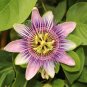 Passion Flower,Passiflora Incarnata Certified Pure Live - 20 Seeds
