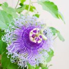 Passion Flower,Passiflora Incarnata Certified Pure Live - 20 Seeds