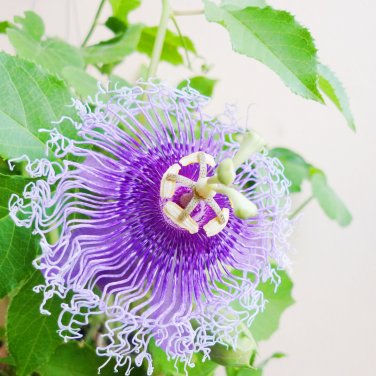 Passion Flower,Passiflora Incarnata Certified Pure Live - 20 Seeds