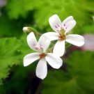 Pelargonium Moniliforme Garden Plants - 5 Seeds
